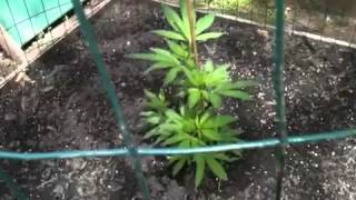 Ommp outdoor update