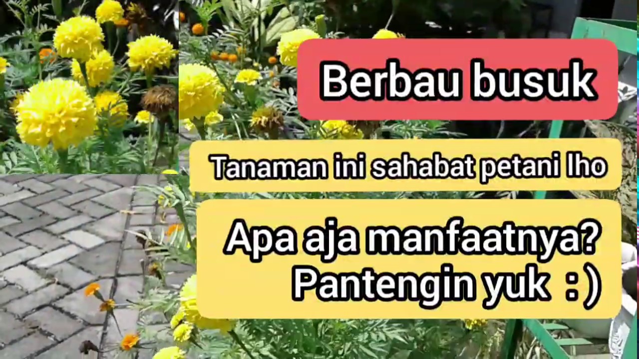 Manfaat bunga tahi ayam bagi petani - YouTube