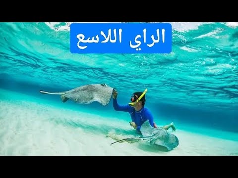 سمكة الراي اللاسع كل ما تود معرفته عن السمكة وسمها واسعافتها الاولية