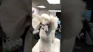 Thalía gets a grooming! by Julie Wilkins Grooming 1,502 views 2 years ago 2 minutes, 25 seconds