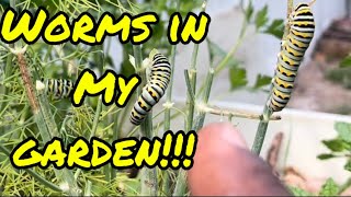 Worms in my garden (Episode 84) by The Amateur Aquaponics Guy 263 views 3 weeks ago 8 minutes, 17 seconds