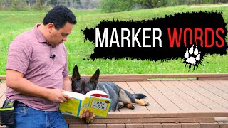 Service dog marker words | Service dog training by Service dog club 163 views 4 years ago 6 minutes, 14 seconds