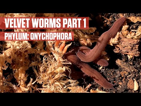 पालतू मखमली कीड़े Onychophora भाग 1