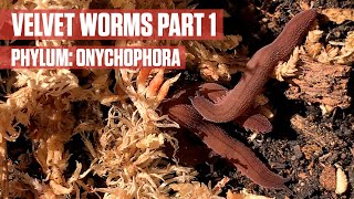 Pet Velvet Worms Onychophora Part 1
