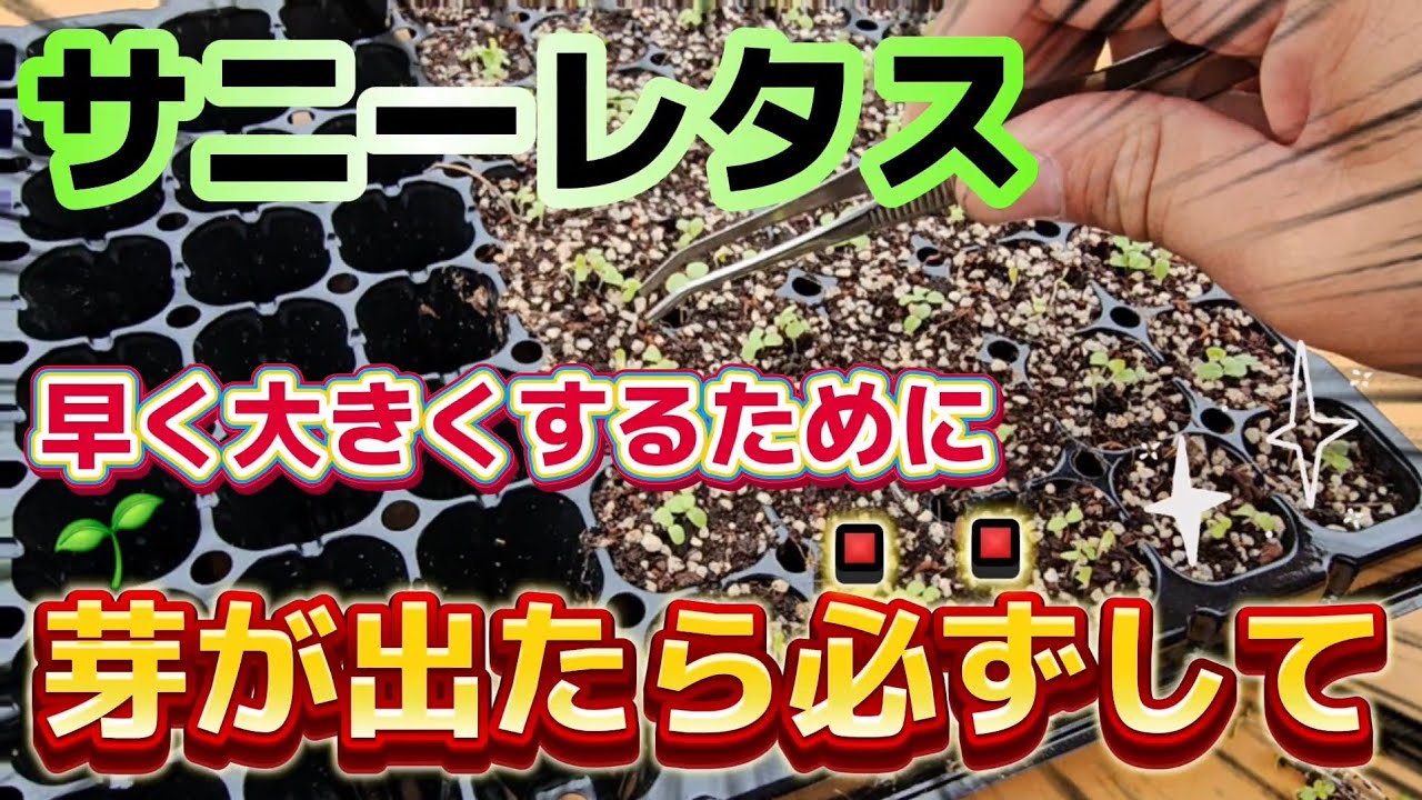 【サニーレタス】大きく育てる為には〇〇の作業が