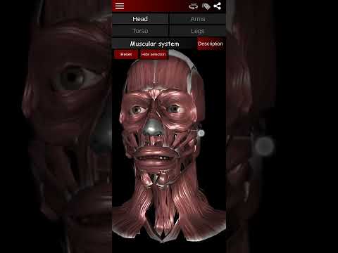 Muskelsystem 3D (Anatomie)
