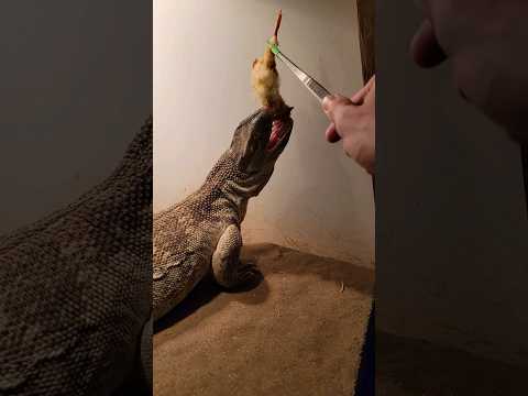 Monitor Lizard Vs baby chick! #monitorlizard #chicken #animals #reptiles #feeding