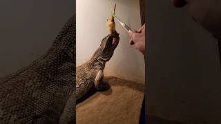 Monitor Lizard Vs Baby Chick! #Monitorlizard #Chicken #Animals #Reptiles #Feeding