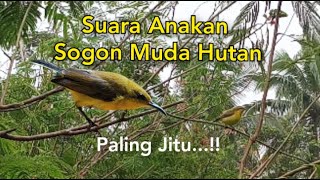 Suara Pikat Anakan Sogon Muda Hutan Paling Jitu