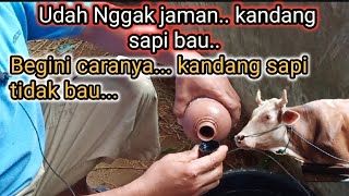 Download lagu How to get rid of the smell in a cow pen