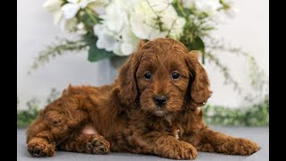 Cavapoo Puppies for Sale by Infinity Pups 357 views 5 days ago 44 seconds
