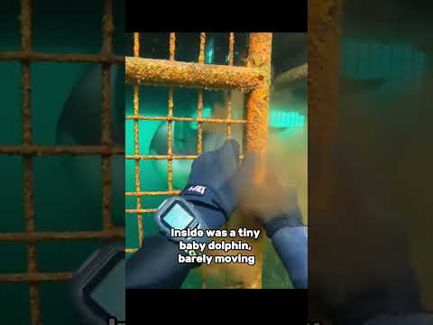 DAHSYAT - Gisel Feat Rayen Pono \"Hidup untuk Mu\" [23 OKTOBER 2017]