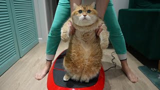 Exercise rider by Hosico Cat 41,786 views 2 months ago 1 minute, 33 seconds