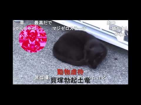 syamu mad おシャ無職・カーニバル