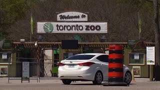 Ceo of toronto zoo dolf dejong joins us as guest are now able to catch
a glimpse wildlife while keeping physical distance at the zoo.
subscribe to...
