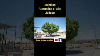 Milpillas, Atotonilco el Alto, Jalisco