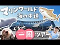 行く前に見て!マリンワールド海の中道が100倍楽しめる水族館ツアー♪サメやイルカショー、ラッコの歴史やお土産まで徹底解説