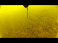 подводная охота на сазана 1...2012.GOPRO2