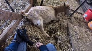 Nigerian Dwarf Goat Giving Birth! Goat Best Friends Give Birth Together! Homesteading Vlog!