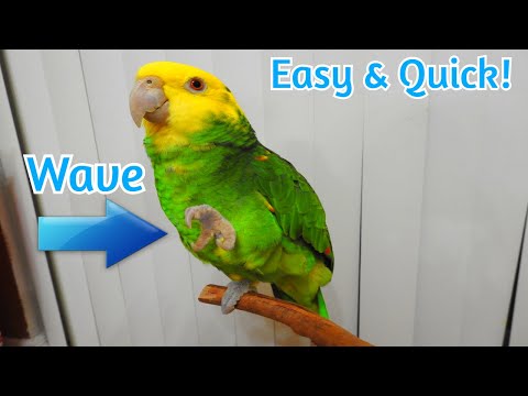 How to Teach Your Bird to Wave | Three Minute Thursday | Training Tutorial Tips & Tricks