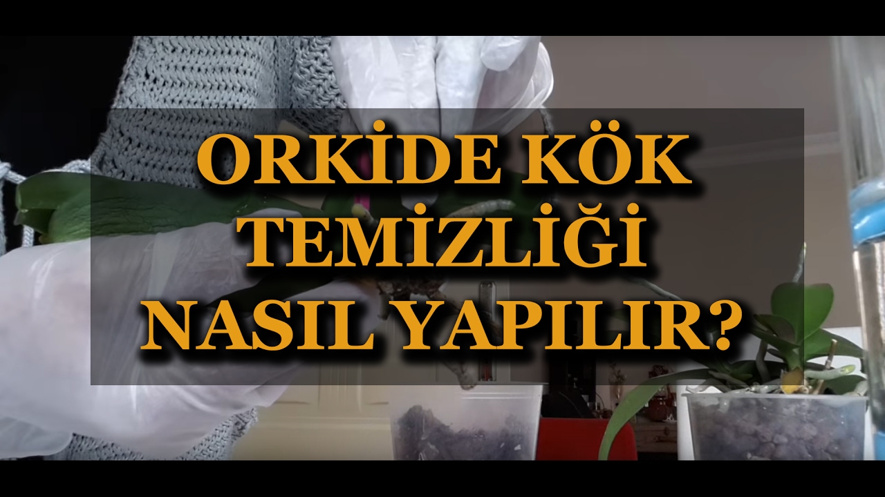 Orkide kök temizliÄi youtube
