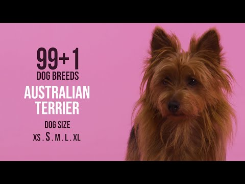 Video: Pflege des Mantels eines australischen Terriers