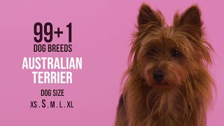 Australian Terrier by Forever Home Initiative 3,110 views 1 year ago 1 minute, 10 seconds