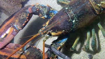 Diving under the sea to catch eels, crabs and sea cucumbers | Part 122-2