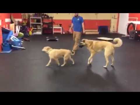 dog trainer in delhi Dog Training | Human biting dog doing off leash recall with dog ❤️😀distractions #dogtraining