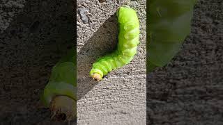 Giant Silk Moth Caterpillar #caterpillar #torontowildlife #shorts