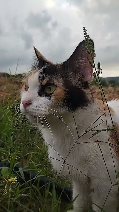 sayang akhirny kamu pulang #cats #support #subscribe #like