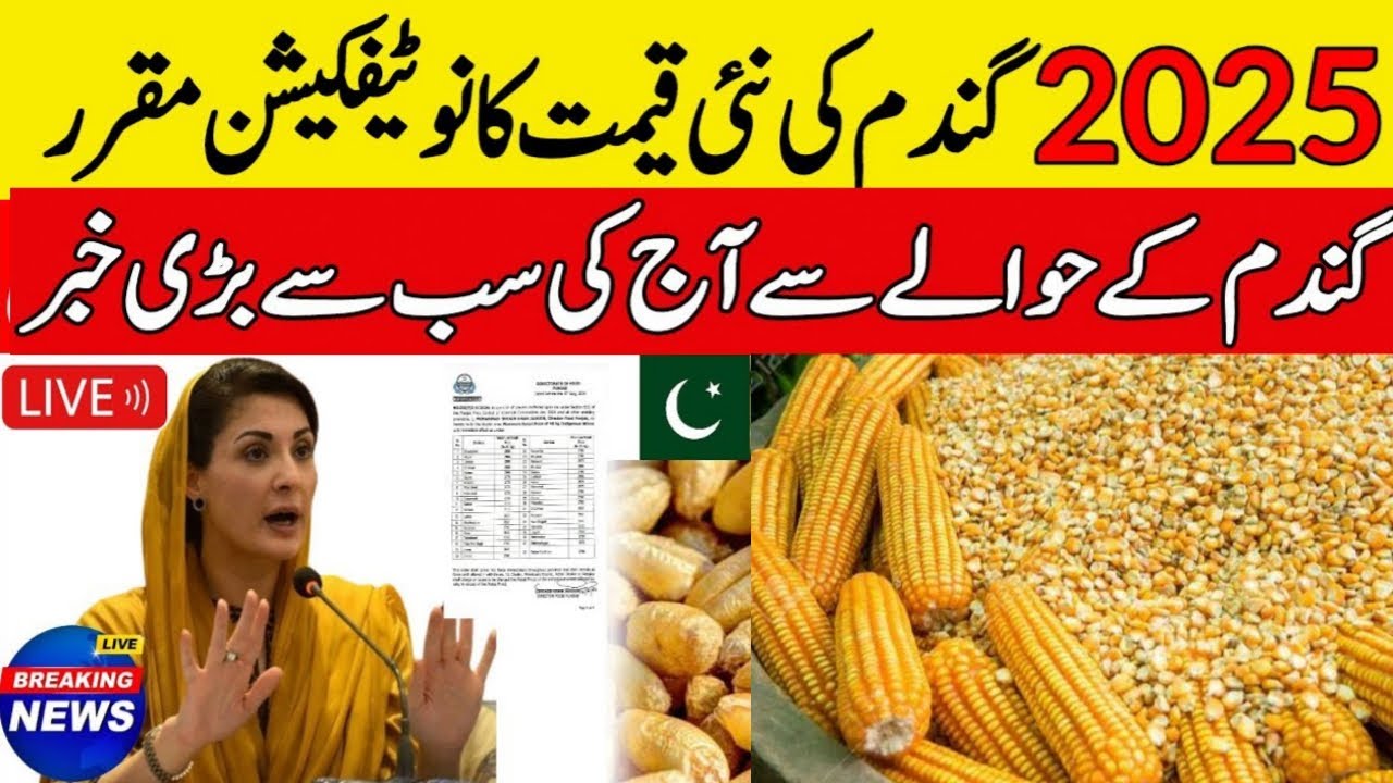 Today Wheat price in punjab | گندم کا ریٹ 2025 | wheat price 2025 in ...