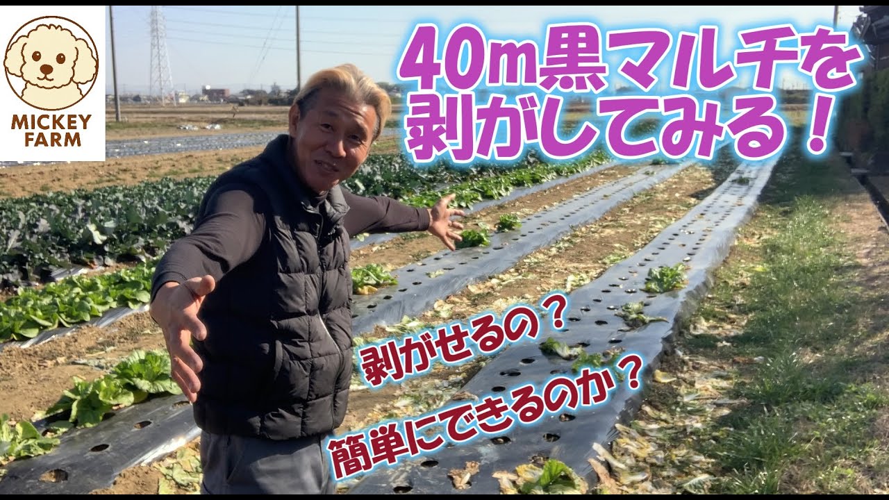 ４０ｍの黒マルチは機械なしでも簡単に剥がせるのか？