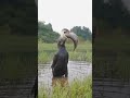engolindo peixe gigante