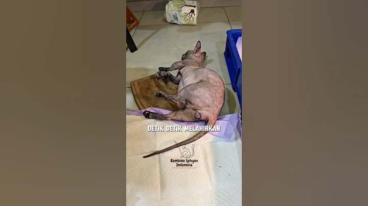 Watch the video about Sphinx Bambino Melahirkan #sphynxbambino #bambinosphynx #cat giving birth