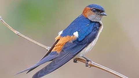 27. Red-rumped Swallow