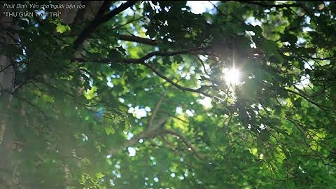 Phút Bình Yên Cho Người Bận Rộn - "Thư Giãn Tâm Trí" | Inner Space