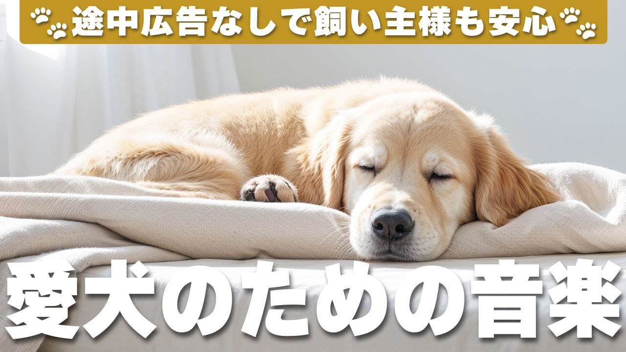 🐶愛犬が落ち着くリラックス音楽（広告なし） / 愛犬リラックス音楽