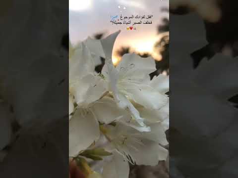 قد تظنها النهاية حتى يخلق الله لك بدايات جديدة من حيث لا تحتسب ارح قلبك لايك قرآن