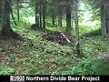 Wolverine in Bear Hair Trap