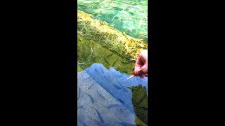 4.5 Min Underwater Video Of Fish At Zuzul, Oaxaca