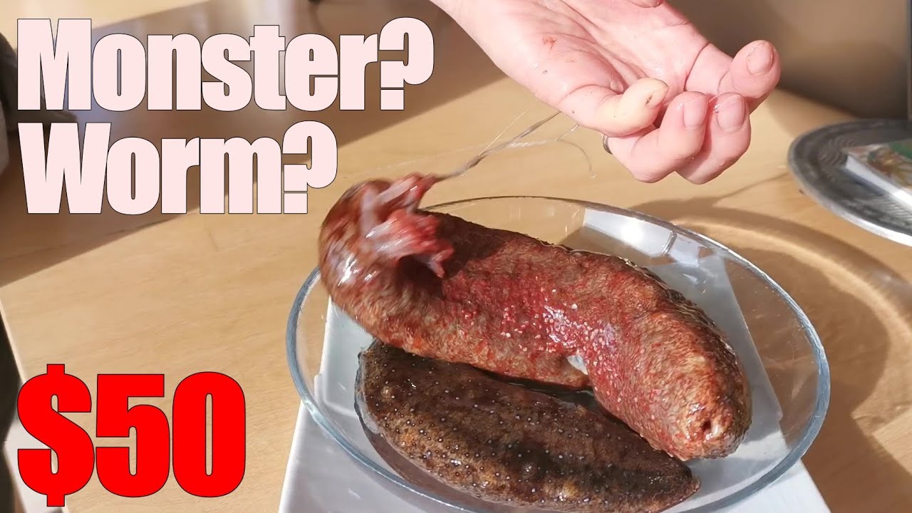 Japan food SASHIMI, Expensive sea cucumber! Not monster! YouTube