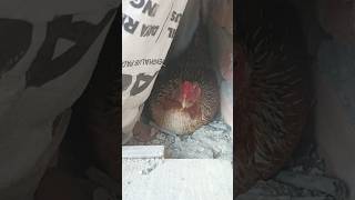 Bertelur Ngumpet-ngumpet #ternakayam #ayamkampungasli #ayambertelur #ayam #chicken #ayamberkualitas