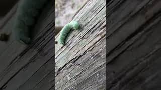Sleeping Caterpillar ￼#shorts