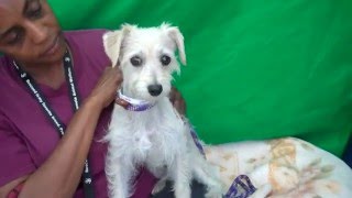 ADOPTED!! A4939808 Lilly | West Highland Terrier/Jack Russell Terrier Mix