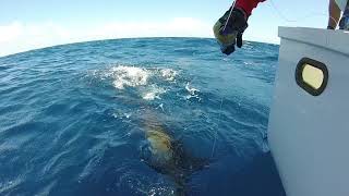 RAW Blue Marlin release Catlios  GoPro Stories