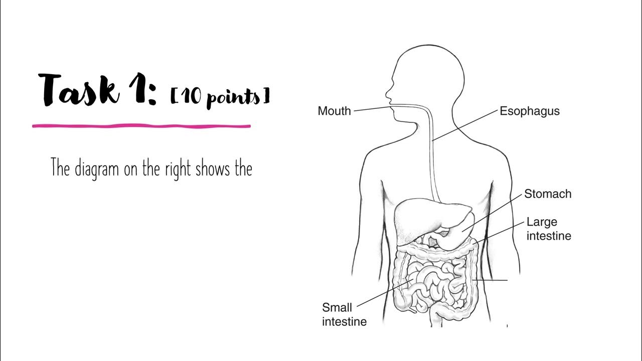 Performance Task Test Practice Paper Digestive System Organs and Path