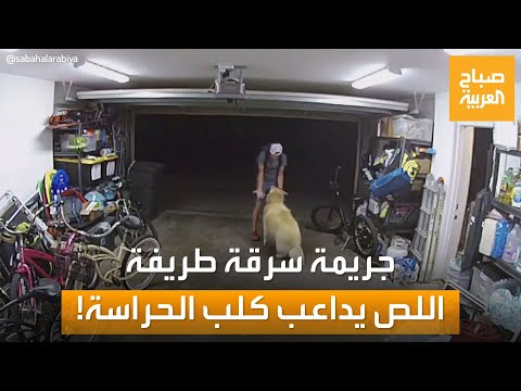 أطرف جريمة سرقة لص أميركي ينهي سرقته ويلهو مع كلب الضحية