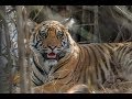 Wild India - Home of the Bengal Tiger - 2019 - 4K