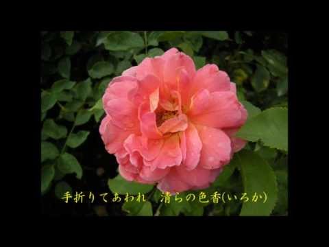 野ばらシューベルト